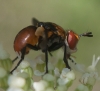 Gymnosoma sp. Meigen, 1803