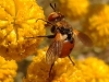 Gymnosoma sp. Meigen, 1803