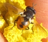 Gymnosoma sp. Meigen, 1803