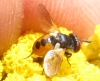 Gymnosoma sp. Meigen, 1803