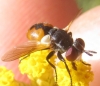 Gymnosoma sp. Meigen, 1803