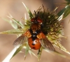 Gymnosoma sp. Meigen, 1803