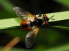 Gymnosoma sp. Meigen, 1803