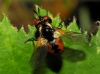 Gymnosoma sp. Meigen, 1803