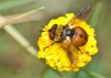 Gymnosoma sp. Meigen, 1803