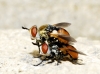 Gymnosoma sp. Meigen, 1803