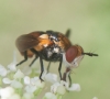 Gymnosoma sp. Meigen, 1803