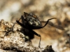 Muscina levida (Harris, 1780)