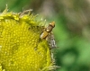 Myopites sp. Blot, 1827