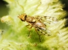 Myopites sp. Blot, 1827