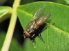 Myospila meditabunda (Fabricius, 1781)