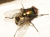 Neomyia cornicina (Fabricius, 1781)