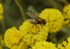 Neomyia cornicina (Fabricius, 1781)