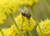 Neomyia cornicina (Fabricius, 1781)