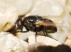 Neomyia cornicina (Fabricius, 1781)