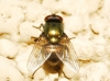 Neomyia cornicina (Fabricius, 1781)