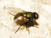 Neomyia cornicina (Fabricius, 1781)