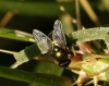 Neomyia cornicina (Fabricius, 1781)