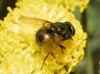 Neomyia cornicina (Fabricius, 1781)