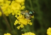 Neomyia sp. Walker, 1859