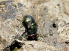Neomyia cornicina (Fabricius, 1781)