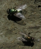 Neomyia sp. Walker, 1859