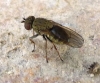 Notiphila sp.