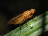 Opomyza florum (Fabricius, 1794)