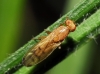 Opomyza florum (Fabricius, 1794)