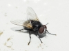 Phasia (Hyalomya) sp. Robineau-Desvoidy, 1830