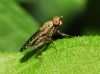 Pherbellia schoenherri (Fallén, 1826)