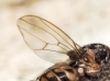 Phortica sp.