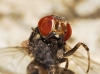 Phortica sp.