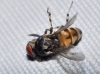 Phortica sp.