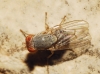 Prosopomyia pallida Loew, 1856 Prosopomyia pallida Loew, 1856