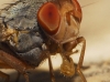 Prosopomyia pallida Loew, 1856 Prosopomyia pallida Loew, 1856