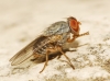 Prosopomyia pallida Loew, 1856 Prosopomyia pallida Loew, 1856