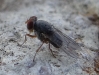 Prosopomyia pallida Loew, 1856 Prosopomyia pallida Loew, 1856