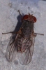 Prosopomyia pallida Loew, 1856 Prosopomyia pallida Loew, 1856