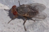 Prosopomyia pallida Loew, 1856 Prosopomyia pallida Loew, 1856