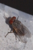 Prosopomyia pallida Loew, 1856 Prosopomyia pallida Loew, 1856