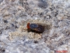 Prosopomyia pallida Loew, 1856 Prosopomyia pallida Loew, 1856