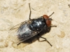 Protocalliphora azurea (Fallén, 1817)