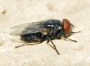 Protocalliphora azurea (Fallén, 1817)