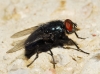 Protocalliphora azurea (Fallén, 1817)