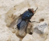 Protocalliphora cf. azurea (Fallén, 1817)