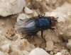 Protocalliphora cf. azurea (Fallén, 1817)