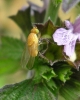 Sapromyza sp. Fallén, 1810