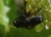 Sarcophagidae