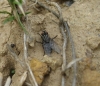 Sarcophagidae